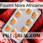 African Black Ant cialis3